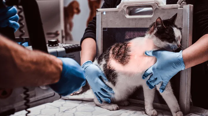 VETDOCS — Мочекаменная болезнь у кошек и котов