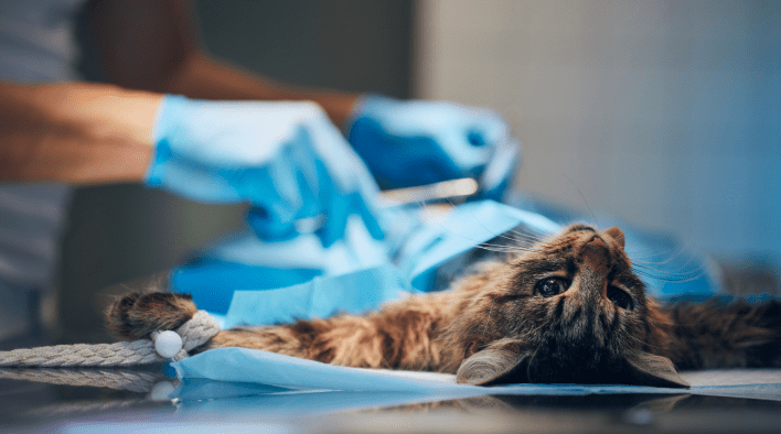 VETDOCS — Стерилизация и кастрация домашних животных