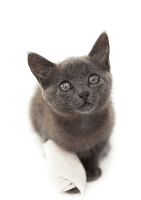 VETDOCS — Переломы у кошек и собак