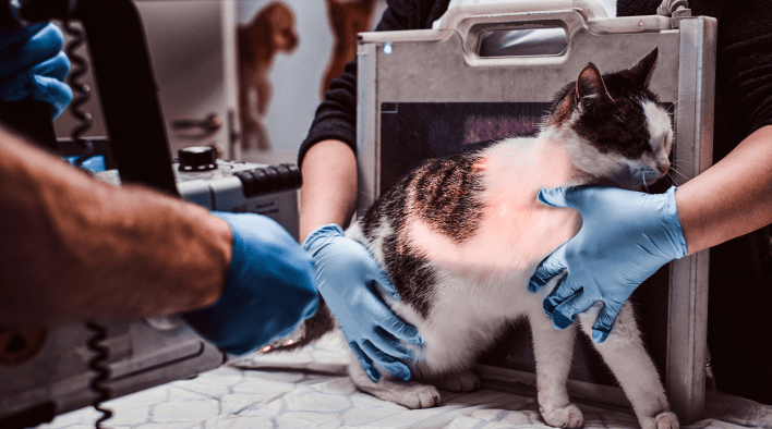 VETDOCS — Мочекаменная болезнь у кошек и котов