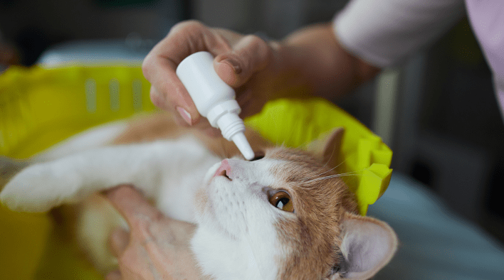 кошачий офтальмолог