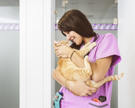 VETDOCS — Круглосуточная реабилитация животных после операций, инфекционных и вирусных заболеваний