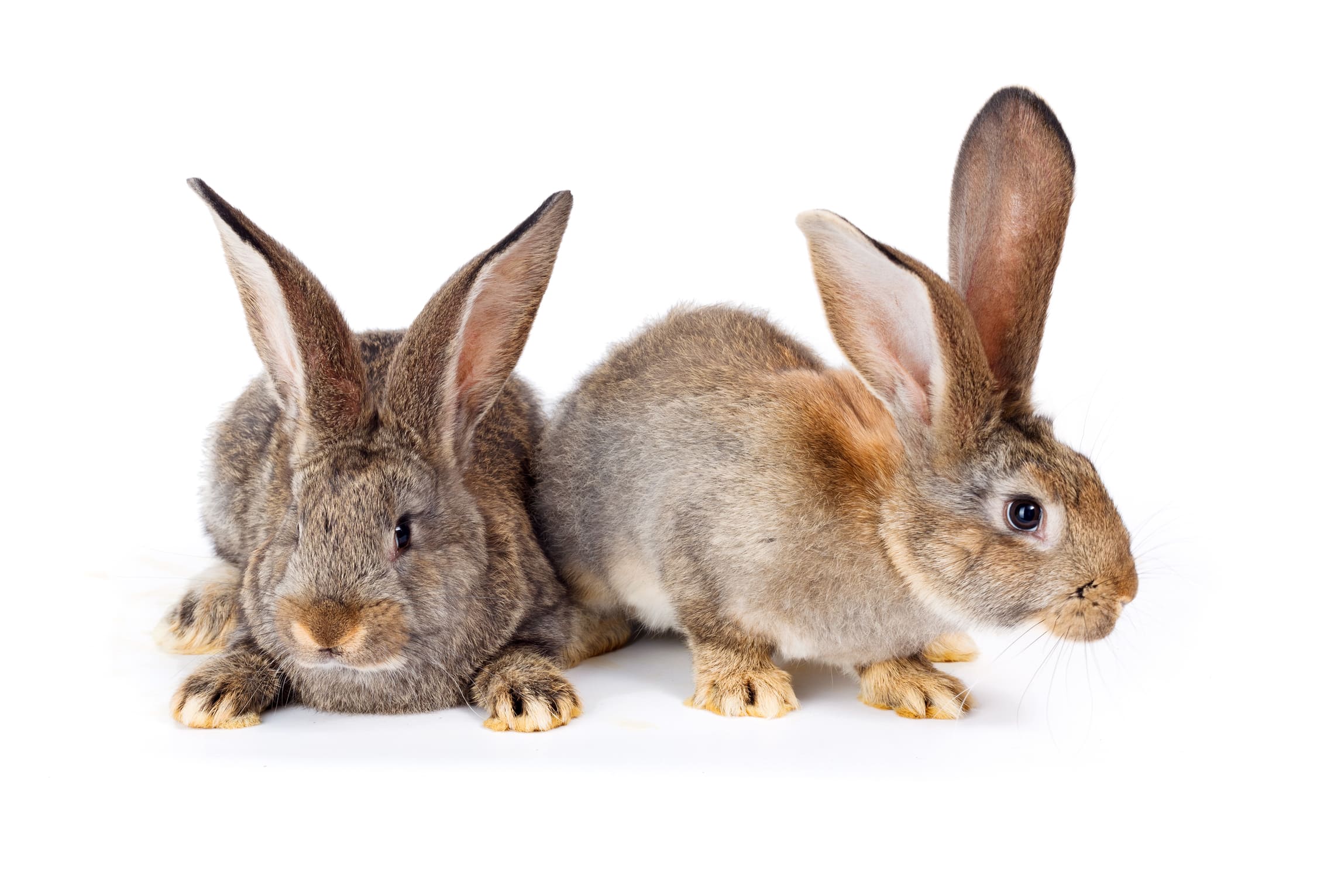 VETDOCS — Ветеринарные услуги для кроликов