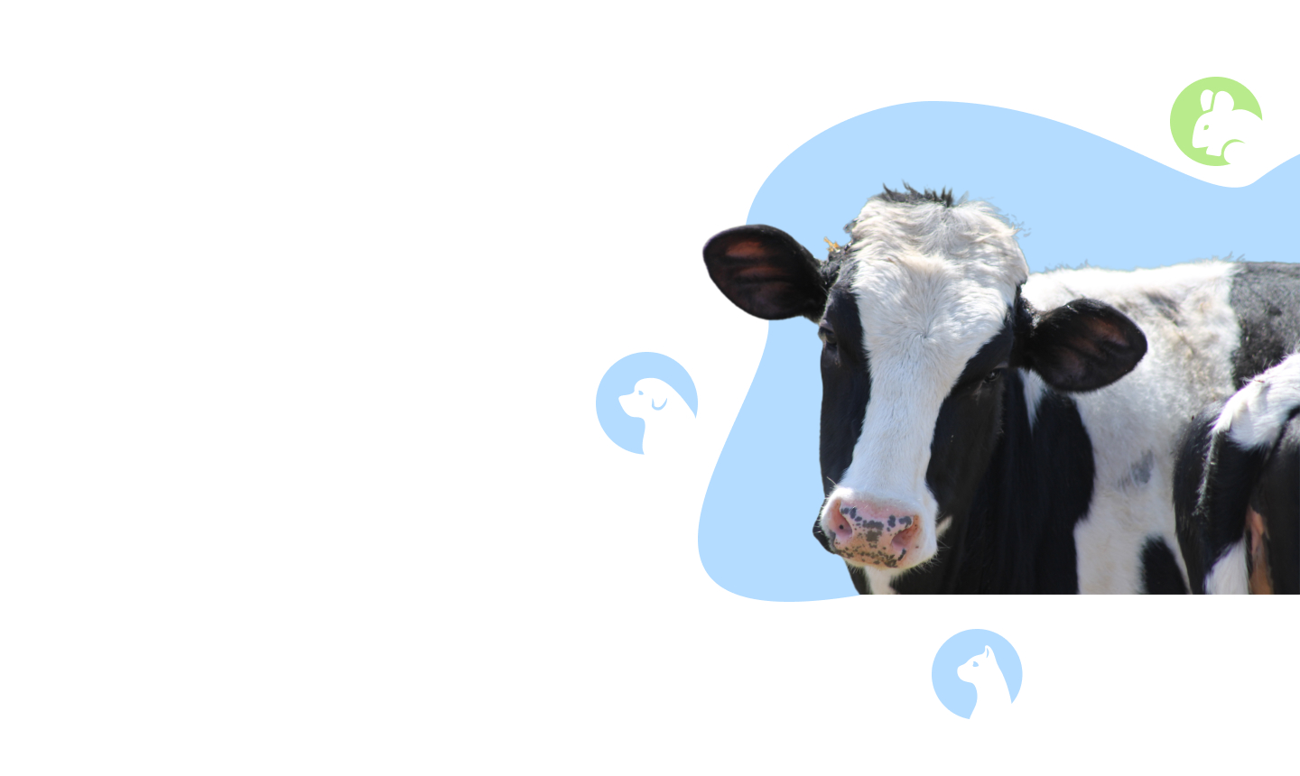 VETDOCS — Ветеринарные услуги для коров