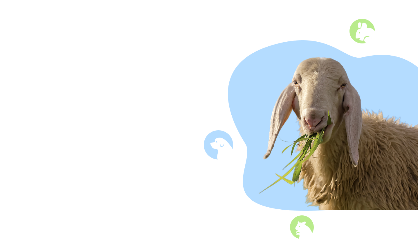 VETDOCS — Ветеринарные услуги для овец