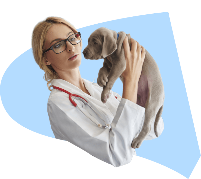 VETDOCS — Круглосуточный вызов профильного ветеринарного врача по вашему запросу за 10 минут