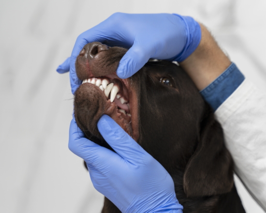 Стоматит у собак: клинические проявления и методы терапии