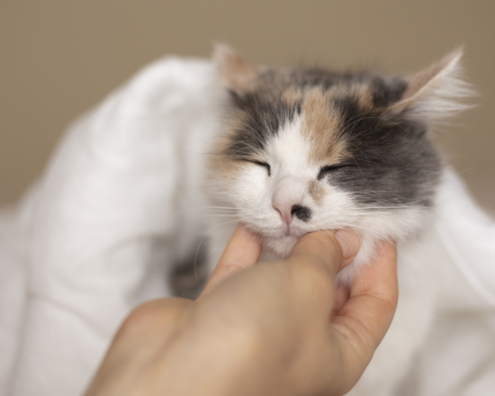 Насморк у котенка: причины, симптомы, лечение и профилактика