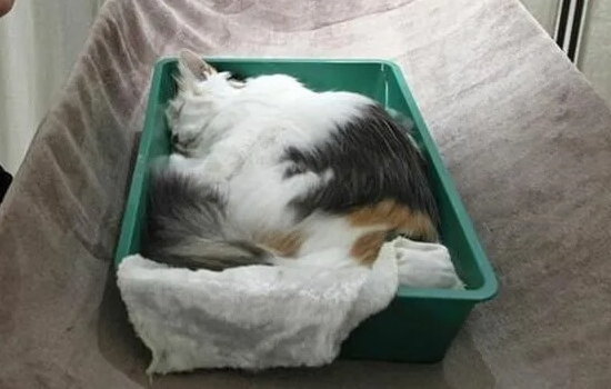 кремация кошек и котов
