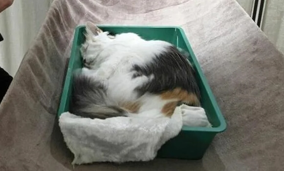 кремация кошек и котов