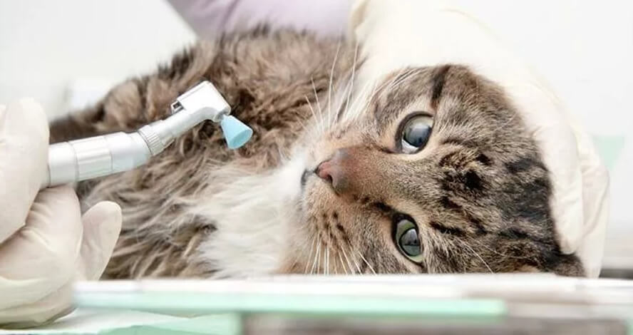 стоматология кошкам