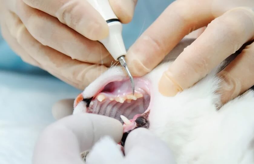 удаление зуба у кошки