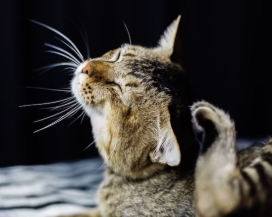 Лечение демодекоза у кошек