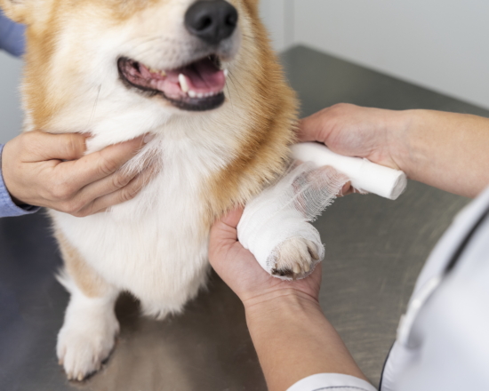 Первая помощь при открытой ране у собаки