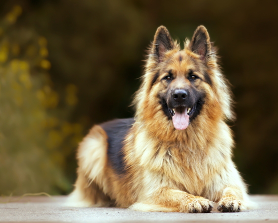 Паралич у собаки — симптомы и лечение