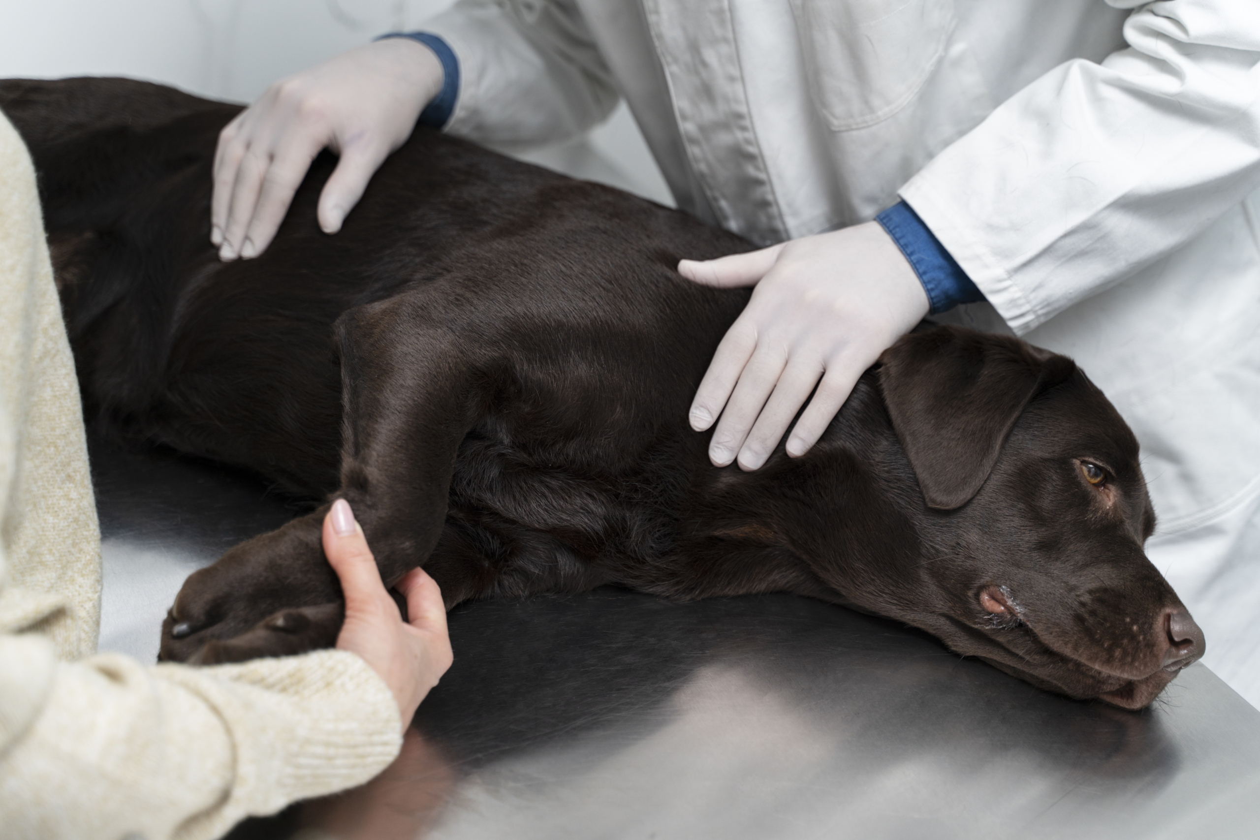 Почему у собаки возникает паралич задних лап: основные причины и способы лечения