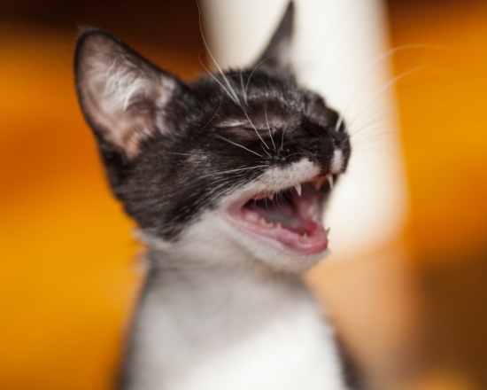 Болезни глаз у кошек – симптомы, диагностика и лечение