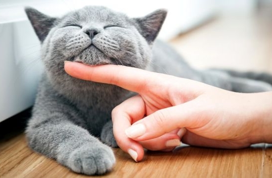 Какие лекарства давать кошке при цистите